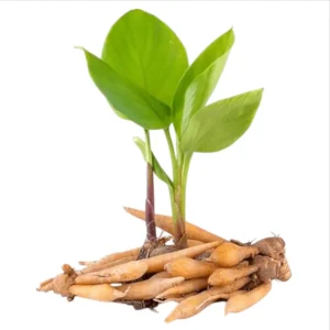 Set of 2 Finger Root Live Plants (Krachai Ginger), 4-8 Inch Tall, No Pot - Image 5