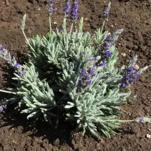 Set of 2 French Hybrid Lavender Live Plants, 4-6 Inch Tall, Outdoor Garden - Image 3