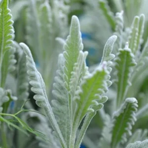 Set of 2 French Hybrid Lavender Live Plants, 4-6 Inch Tall, Outdoor Garden - Image 4