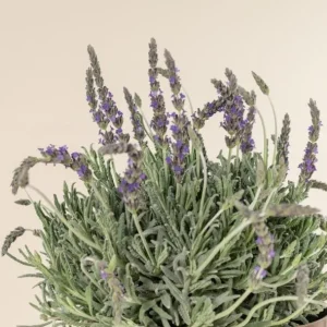 Set of 2 French Hybrid Lavender Live Plants, 4-6 Inch Tall, Outdoor Garden - Image 5