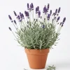 Set of 2 French Hybrid Lavender Live Plants, 4-6 Inch Tall, Outdoor Garden - Image 1