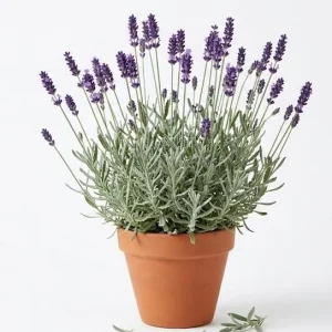 Set of 2 French Hybrid Lavender Live Plants, 4-6 Inch Tall, Outdoor Garden - Image 1