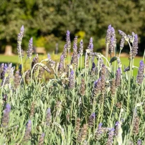 Set of 2 French Hybrid Lavender Live Plants, 4-6 Inch Tall, Outdoor Garden - Image 6