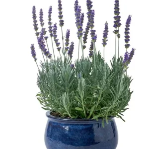 Set of 2 French Hybrid Lavender Live Plants, 4-6 Inch Tall, Outdoor Garden - Image 7