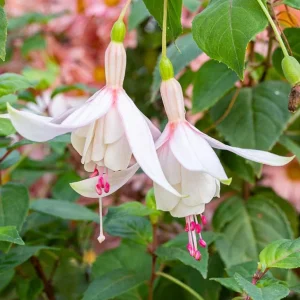 Set of 2 Fuchsia Annabelle White Live Plug Plants 2-5 Inch Tall - Double White Flower for Hanging Baskets & Shade Garden - Image 2