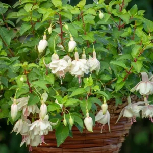 Set of 2 Fuchsia Annabelle White Live Plug Plants 2-5 Inch Tall - Double White Flower for Hanging Baskets & Shade Garden - Image 3