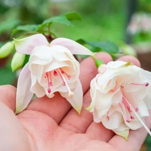 Set of 2 Fuchsia Annabelle White Live Plug Plants 2-5 Inch Tall - Double White Flower for Hanging Baskets & Shade Garden - Image 4