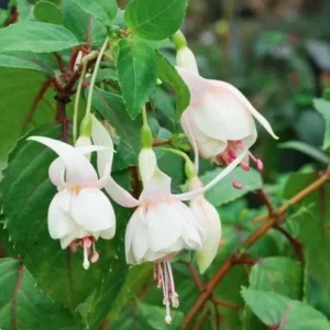 Set of 2 Fuchsia Annabelle White Live Plug Plants 2-5 Inch Tall - Double White Flower for Hanging Baskets & Shade Garden - Image 5