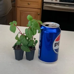 Set of 2 Fuchsia Annabelle White Live Plug Plants 2-5 Inch Tall - Double White Flower for Hanging Baskets & Shade Garden - Image 7