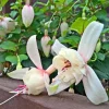 Set of 2 Fuchsia Annabelle White Live Plug Plants 2-5 Inch Tall - Double White Flower for Hanging Baskets & Shade Garden - Image 1