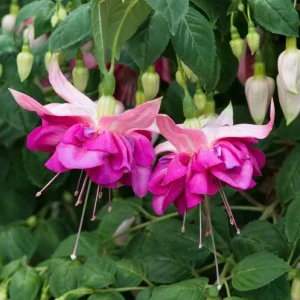 Set of 2 Fuchsia Bella Rosella Live Plug Plants - 2-5 Inch Tall - Pink Purple Double Flowers for Hanging Baskets & Shade Garden - Image 2