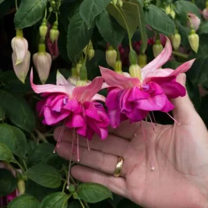 Set of 2 Fuchsia Bella Rosella Live Plug Plants - 2-5 Inch Tall - Pink Purple Double Flowers for Hanging Baskets & Shade Garden - Image 4