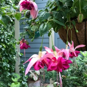 Set of 2 Fuchsia Bella Rosella Live Plug Plants - 2-5 Inch Tall - Pink Purple Double Flowers for Hanging Baskets & Shade Garden - Image 5
