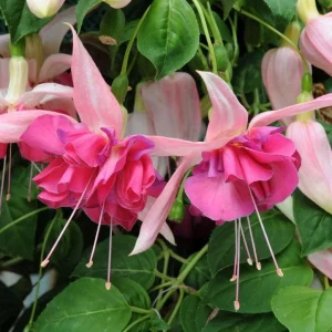 Set of 2 Fuchsia Bella Rosella Live Plug Plants - 2-5 Inch Tall - Pink Purple Double Flowers for Hanging Baskets & Shade Garden - Image 1
