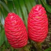 Set of 2 Hawaiian Awapuhi Shampoo Ginger Rhizomes - Zingiber Zerumbet Bulbs for Planting - Image 1