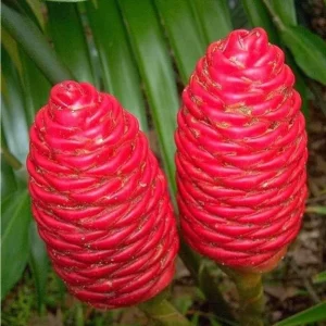 Set of 2 Hawaiian Awapuhi Shampoo Ginger Rhizomes - Zingiber Zerumbet Bulbs for Planting - Image 1