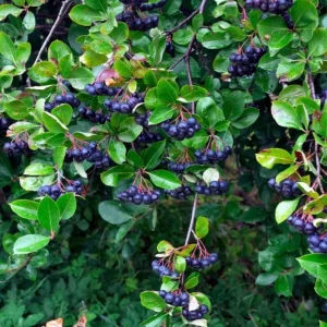 Set of 2 Huckleberry Live Plants for Outdoor Planting, 4-7 Inch Tall, 3 Inch Pot - Image 7
