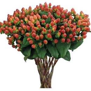 Set of 2 Hypericum Globo Coral Live Plug Plants - 2-5 Inch Tall - Vibrant Coral Blooms for Gardens - Image 2
