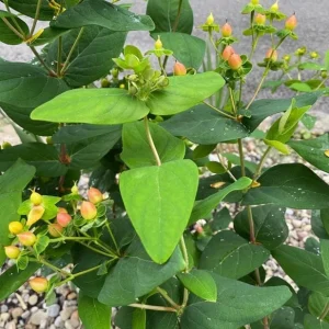 Set of 2 Hypericum Globo Coral Live Plug Plants - 2-5 Inch Tall - Vibrant Coral Blooms for Gardens - Image 3