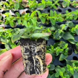 Set of 2 Hypericum Globo Coral Live Plug Plants - 2-5 Inch Tall - Vibrant Coral Blooms for Gardens - Image 5