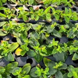 Set of 2 Hypericum Globo Coral Live Plug Plants - 2-5 Inch Tall - Vibrant Coral Blooms for Gardens - Image 6