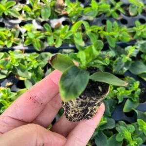 Set of 2 Hypericum Globo Coral Live Plug Plants - 2-5 Inch Tall - Vibrant Coral Blooms for Gardens - Image 7