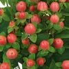 Set of 2 Hypericum Globo Coral Live Plug Plants - 2-5 Inch Tall - Vibrant Coral Blooms for Gardens - Image 1