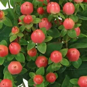 Set of 2 Hypericum Globo Coral Live Plug Plants - 2-5 Inch Tall - Vibrant Coral Blooms for Gardens - Image 1