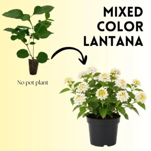 Set of 2 Lantana Live Plants – 6-10 Inches Tall – White to Yellow Flowers – Outdoor Shrub - Image 2
