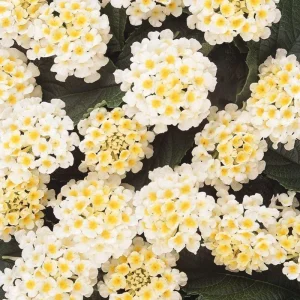 Set of 2 Lantana Live Plants – 6-10 Inches Tall – White to Yellow Flowers – Outdoor Shrub - Image 3