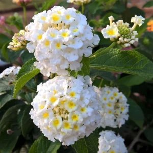 Set of 2 Lantana Live Plants – 6-10 Inches Tall – White to Yellow Flowers – Outdoor Shrub - Image 4