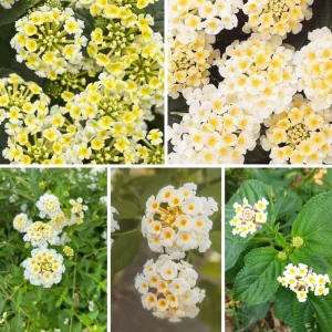 Set of 2 Lantana Live Plants – 6-10 Inches Tall – White to Yellow Flowers – Outdoor Shrub - Image 5