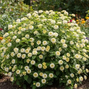 Set of 2 Lantana Live Plants – 6-10 Inches Tall – White to Yellow Flowers – Outdoor Shrub - Image 7