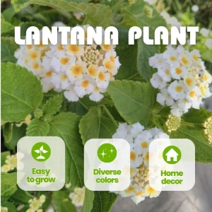 Set of 2 Lantana Live Plants – 6-10 Inches Tall – White to Yellow Flowers – Outdoor Shrub - Image 8