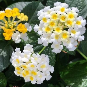 Set of 2 Lantana Live Plants – 6-10 Inches Tall – White to Yellow Flowers – Outdoor Shrub - Image 9