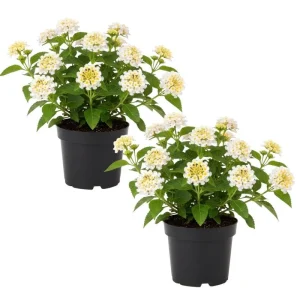 Set of 2 Lantana Live Plants – 6-10 Inches Tall – White to Yellow Flowers – Outdoor Shrub - Image 1