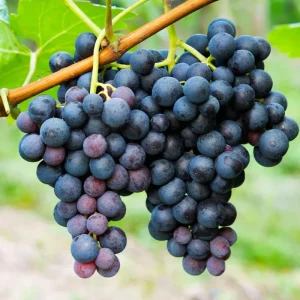 Set of 2 Live Concord (Eastern) Grape Plants – Hardy Grape Vines – ~35 Inch Tall Each - Image 2