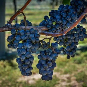 Set of 2 Live Concord (Eastern) Grape Plants – Hardy Grape Vines – ~35 Inch Tall Each - Image 3