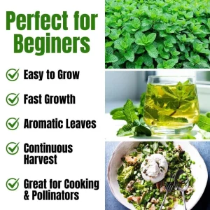 Set of 2 Mojito Mint Live Plant, 3-7 Inch Tall, Fresh Herb for Indoor/Outdoor Growing - Image 2