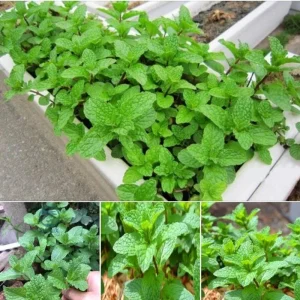 Set of 2 Mojito Mint Live Plant, 3-7 Inch Tall, Fresh Herb for Indoor/Outdoor Growing - Image 3