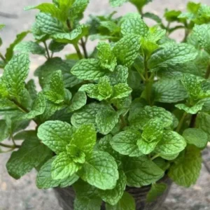 Set of 2 Mojito Mint Live Plant, 3-7 Inch Tall, Fresh Herb for Indoor/Outdoor Growing - Image 4