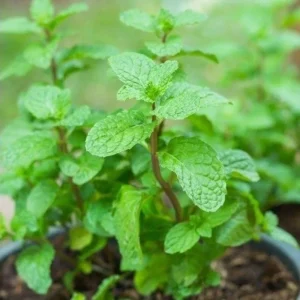 Set of 2 Mojito Mint Live Plant, 3-7 Inch Tall, Fresh Herb for Indoor/Outdoor Growing - Image 5