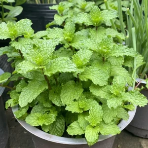 Set of 2 Mojito Mint Live Plant, 3-7 Inch Tall, Fresh Herb for Indoor/Outdoor Growing - Image 6