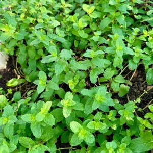 Set of 2 Mojito Mint Live Plant, 3-7 Inch Tall, Fresh Herb for Indoor/Outdoor Growing - Image 8