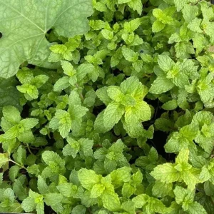 Set of 2 Mojito Mint Live Plant, 3-7 Inch Tall, Fresh Herb for Indoor/Outdoor Growing - Image 9