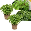 Set of 2 Mojito Mint Live Plant, 3-7 Inch Tall, Fresh Herb for Indoor/Outdoor Growing - Image 1