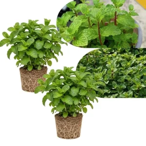 Set of 2 Mojito Mint Live Plant, 3-7 Inch Tall, Fresh Herb for Indoor/Outdoor Growing - Image 1