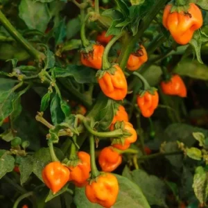 Set of 2 Orange Habanero Pepper Live Plants for Outdoor Garden, 4-6 Inch Tall Hot Chili Vegetable - Image 2
