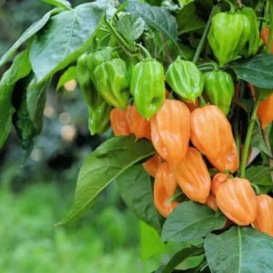 Set of 2 Orange Habanero Pepper Live Plants for Outdoor Garden, 4-6 Inch Tall Hot Chili Vegetable - Image 3