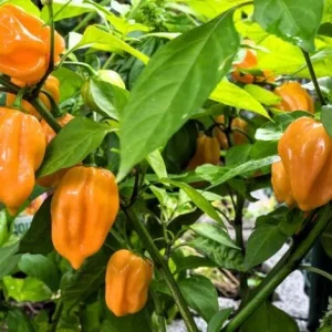 Set of 2 Orange Habanero Pepper Live Plants for Outdoor Garden, 4-6 Inch Tall Hot Chili Vegetable - Image 4